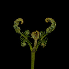 Young fern unfurling its leaves in spring. Floating on black background.