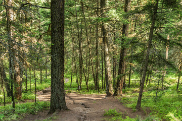 Empty hiking trail in the Paul Lake Provincial Park British Columbia Canada.