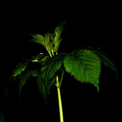 Grenn plant floating on black background.