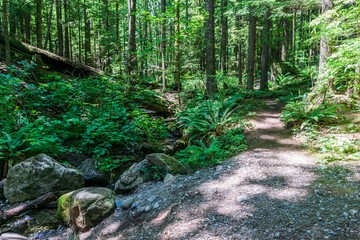 Empty hiking trail in Golden Ears Provincial Park British Columbia Canada.