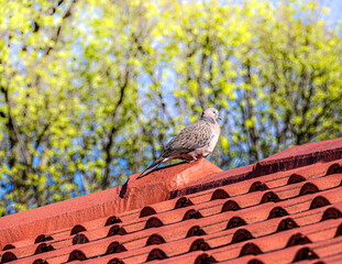 Spotted Dove On Roof