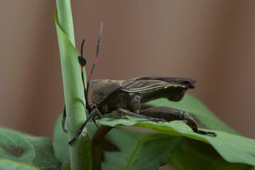Chinche gigante del Mezquite