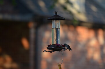Hummingbird