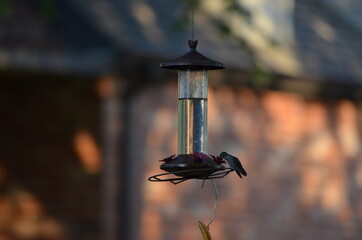 Hummingbird