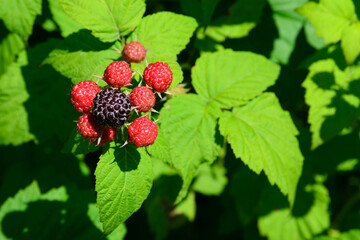 Blackberries ripen and are also called black raspberries.