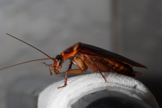 Cucaracha