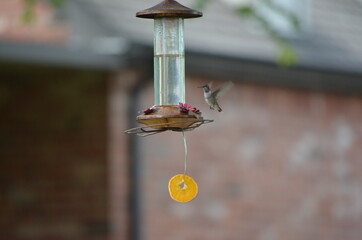 Hummingbird