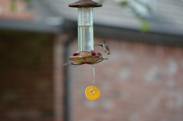 Hummingbird
