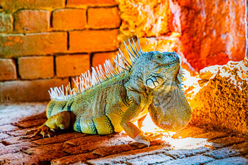 Green iguana iguana, also known as the American iguana in the loophole of an ancient fort, the...