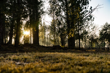 Early morning sun shining through tall trees. Beautiful sunbeams.