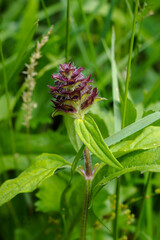An immature Prunella Vulgaris or Self Heal, an edible plant with medicinal properties found throughout Europe.