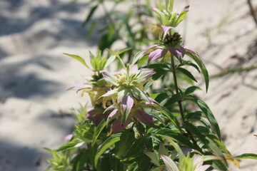 Purple flowers along a hiking trail 