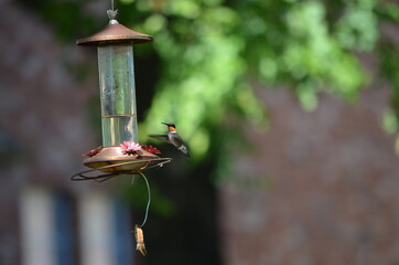 Hummingbird