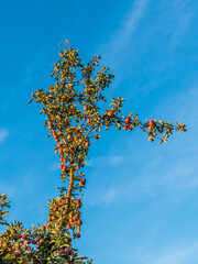 Reife Äpfel am Baum