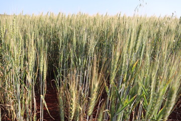 
wheat plantation trigo