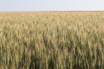 
wheat plantation