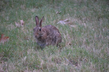 Rabbit