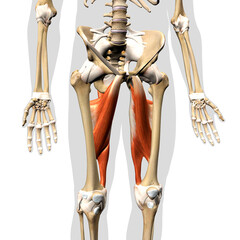 Male Hip Adductor Complex Muscles Anterior View Isolated on Human Skeleton - 377239326