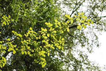 Tree branch with green leaves in sunny day. Lights and shadows on a natural environment. Blur background.