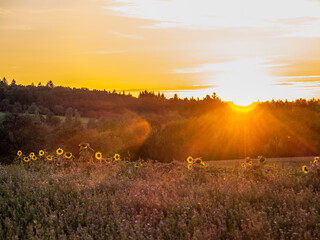 Sonnenblumen bei Sonnenuntergang