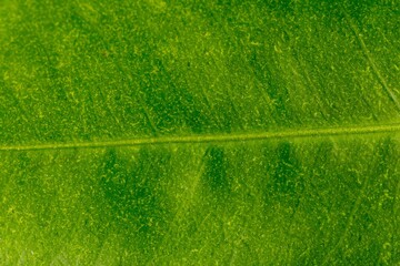 green leaf texture of tangerine tree, isolated on white