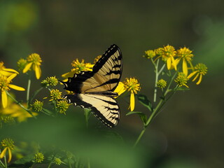 beautiful swallowtail butterfly on native plants along the Potomac river