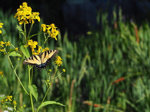 Fototapeta beautiful swallowtail butterfly on native plants along the Potomac river