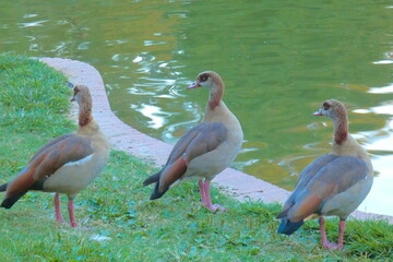 tres aves juntos a la orilla del río, gaviotas , patos, lago, orilla, agua