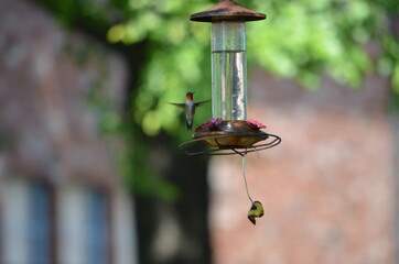 Humming bird 