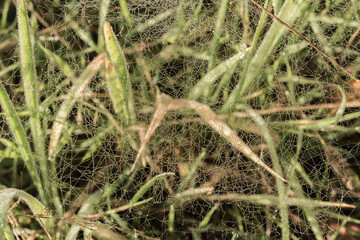 Very fine interlaced spider's web with dew droplets.