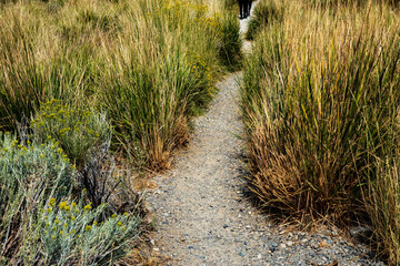 sandy path in tall grasses for walking to and from the north shore of Mono Lake