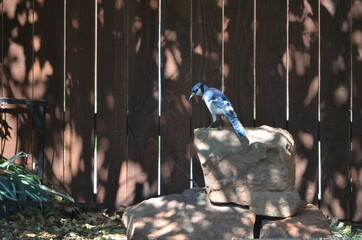 Bluejay bird