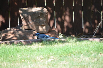 Bluejay bird