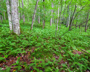 forest in the morning
