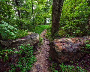 footpath in the woods