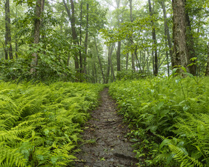 path through ferns