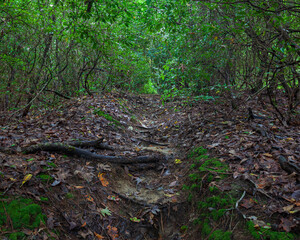 trail through rhododendron
