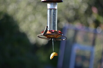 Hummingbird