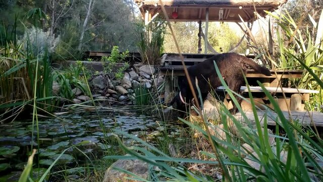 Perro marr&oacute;n tomando agua del estanque  una tarde soleada