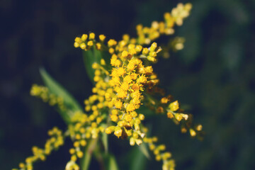 Fototapeta premium Autumnal close-up of goldenrod on a soft background. View of Solidago altissima.