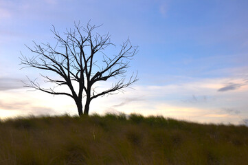 Fototapeta na wymiar A lone trees against beautiful sunset