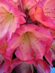 close up of a orange pink rhododendron