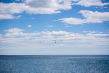Obraz premium Bird fleet