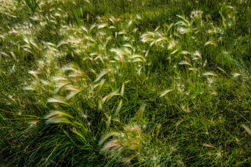 green wild grasses with silky seed tassels 