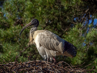 Ibis Looking Out