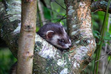 polecat, close portrait of whole body on a rocky/grass outcrop looking around.