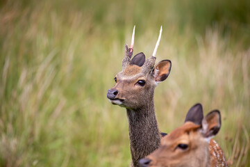 fallow deer close up with facial detail above long grass during a bright sunny day.