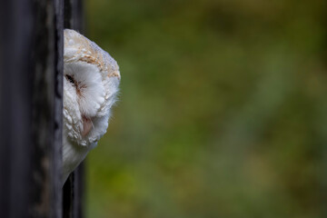 barn owl side on close up while perched in a barn opening with green background.