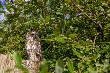 long-eared owl wide scene while perched on a post stump within branches of a tree.