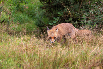red fox, wide shot of fox walking, making funny faces within long grass during a sunny day.